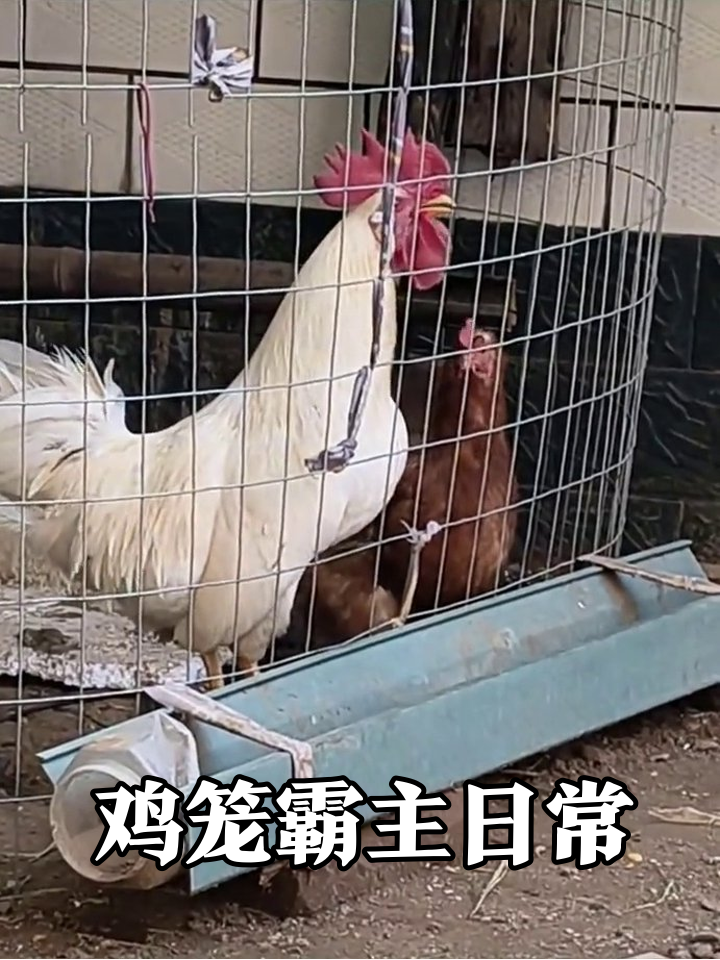 鸡笼里的“保安队长”:大白公鸡昂首打鸣秀霸气