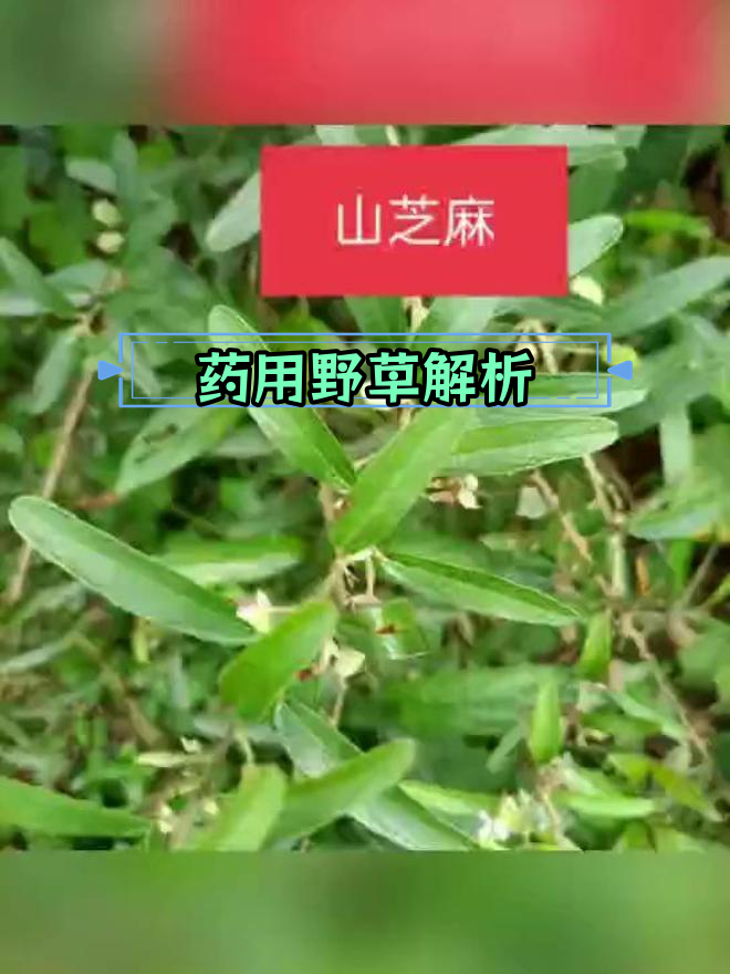 野生植物的药用功效