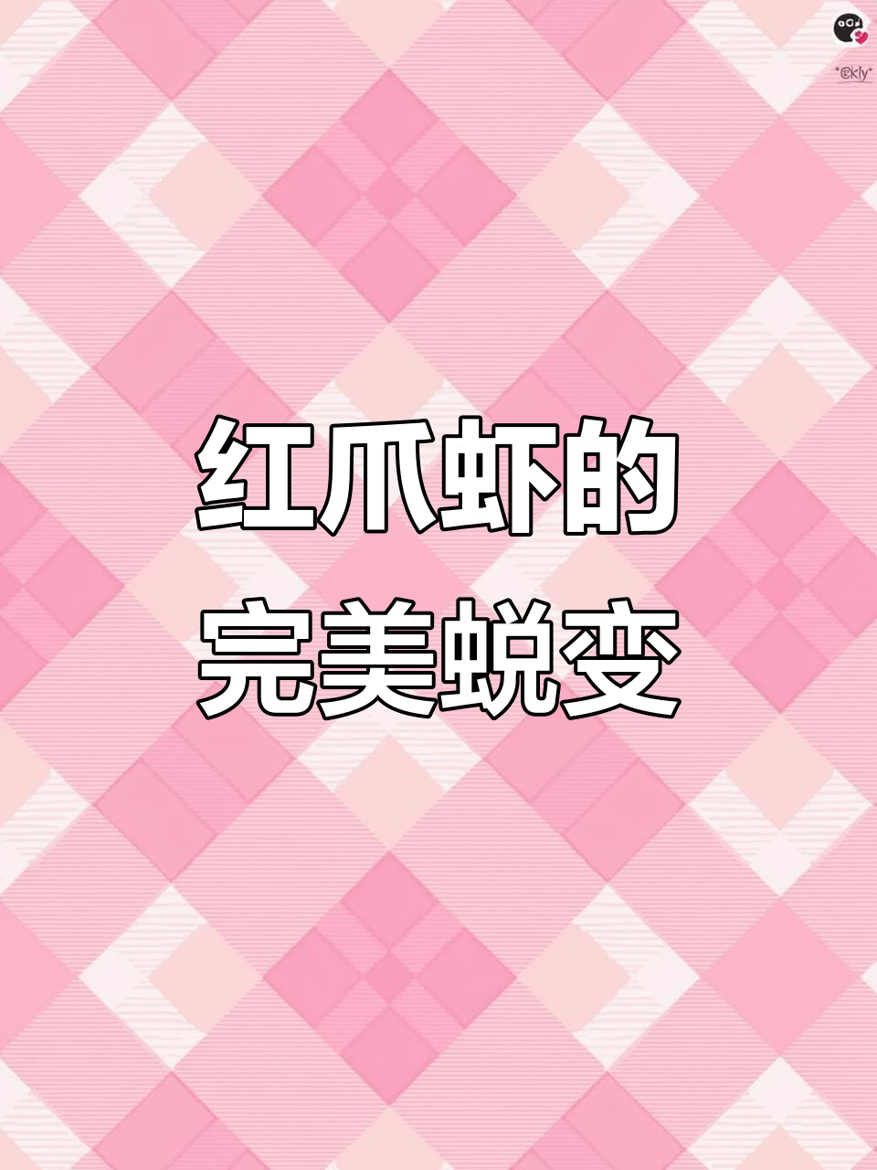野生红爪虾清蒸变美味,鲜嫩如初!