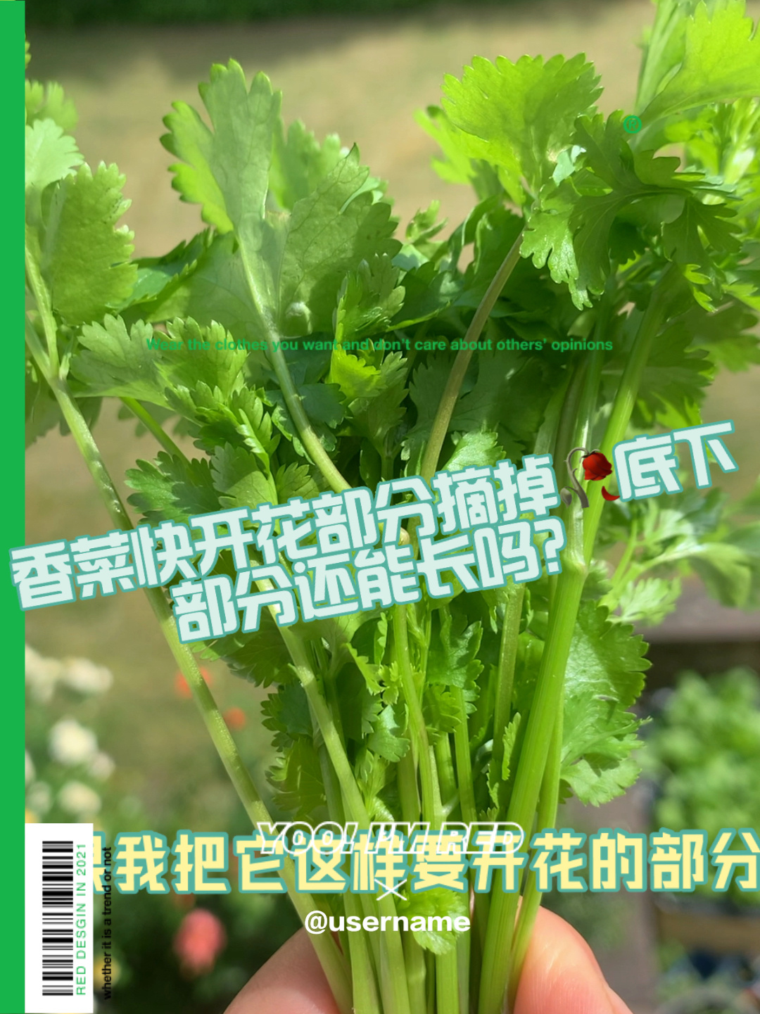 一转眼香菜就变老要开花剪掉头部还能长吗