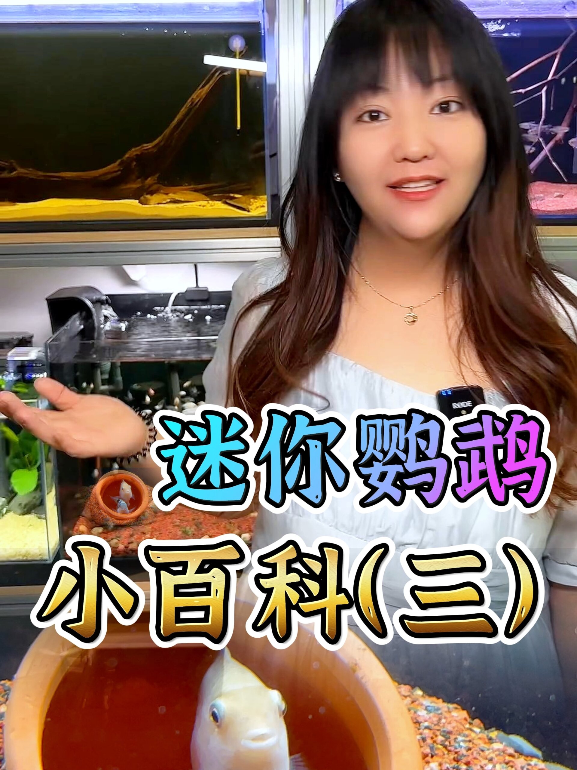 迷你鹦鹉小百科(三)