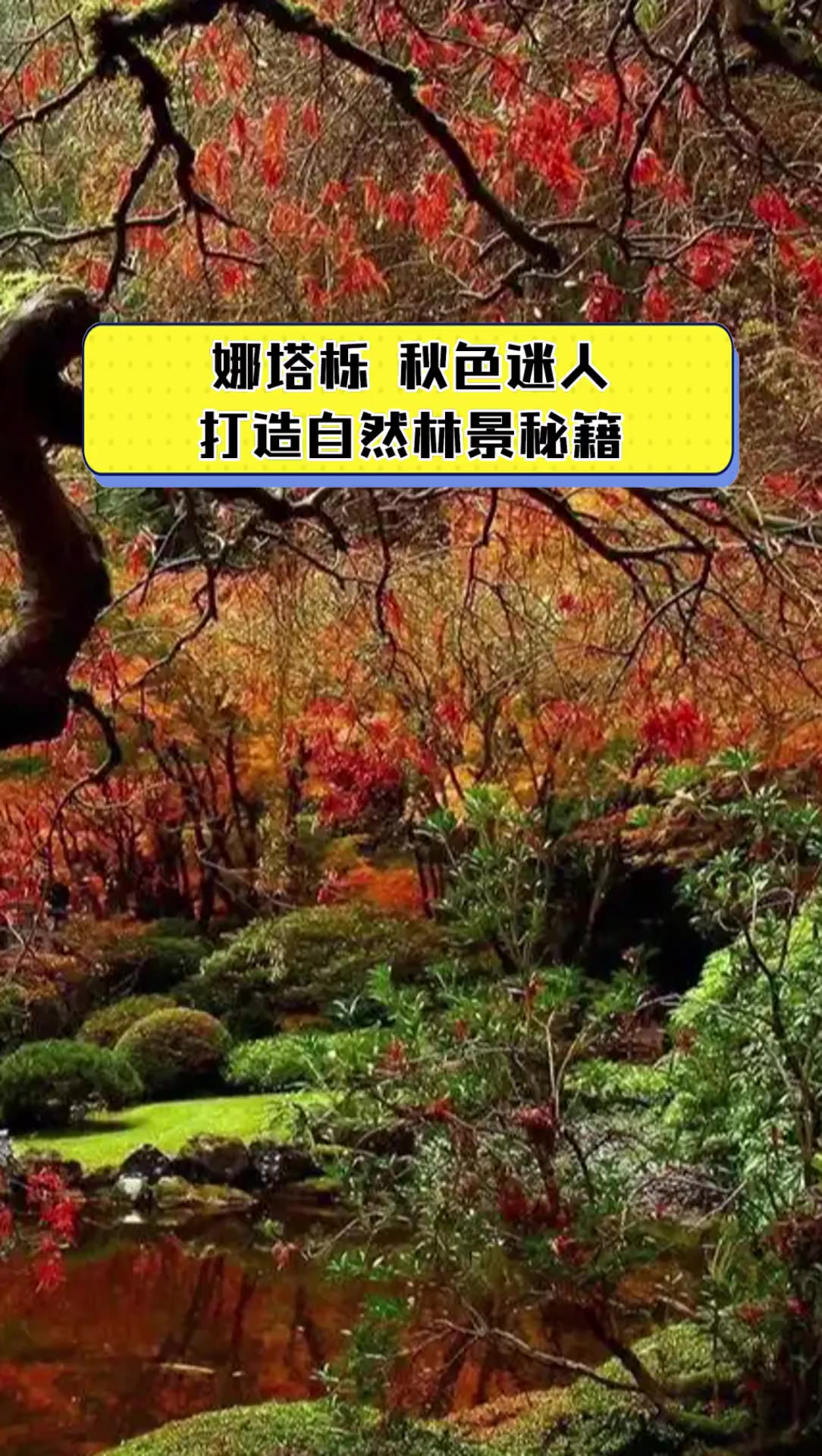 娜塔栎,秋色迷人,打造自然林景秘籍