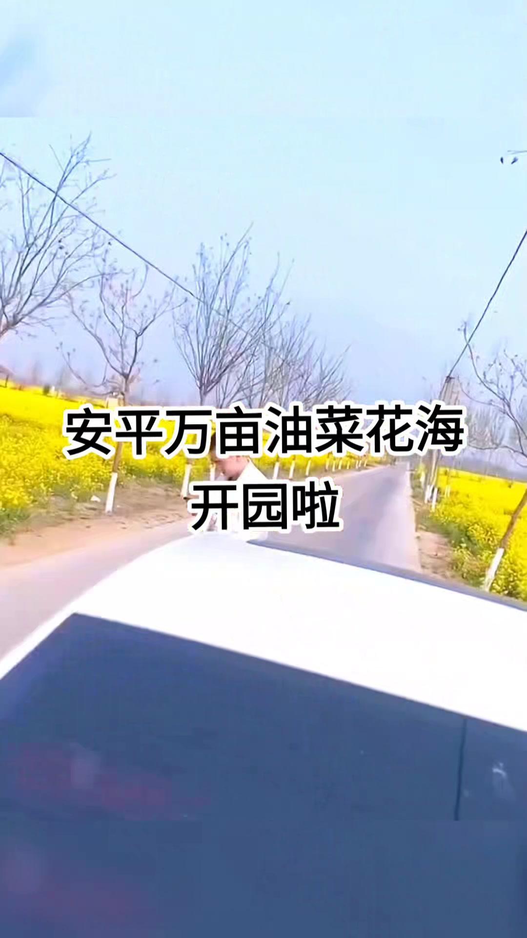 安平万亩油菜花海开园啦,景美人少,快来打卡,左下角定位有价格 奔向开满油菜花的春天 有一种