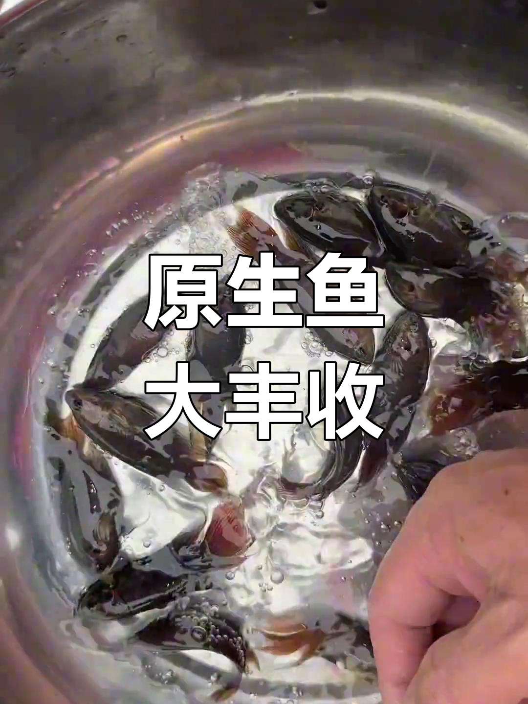 广西菜市场淘原生鱼,菩萨渣和刺秋意外收获