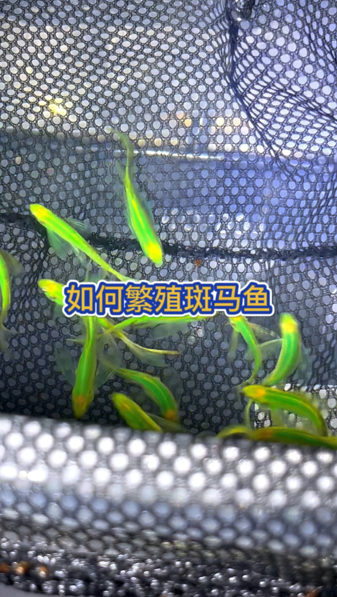 绿翡翠蝶翼斑马鱼如何繁殖