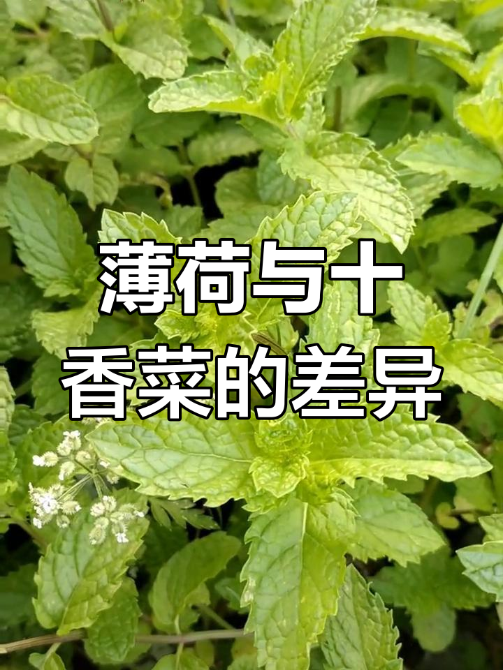 河南人分不清薄荷和十香菜?