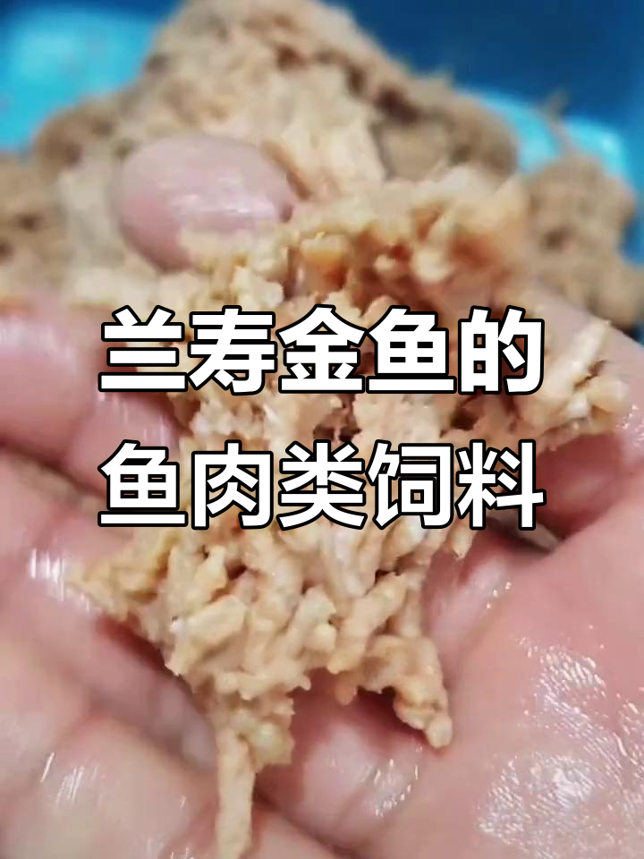 用三文鱼肉做金鱼饲料,营养更丰富