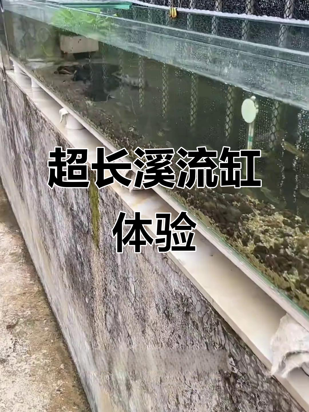 十米溪流缸大揭秘，超长鱼缸稳定性如何？