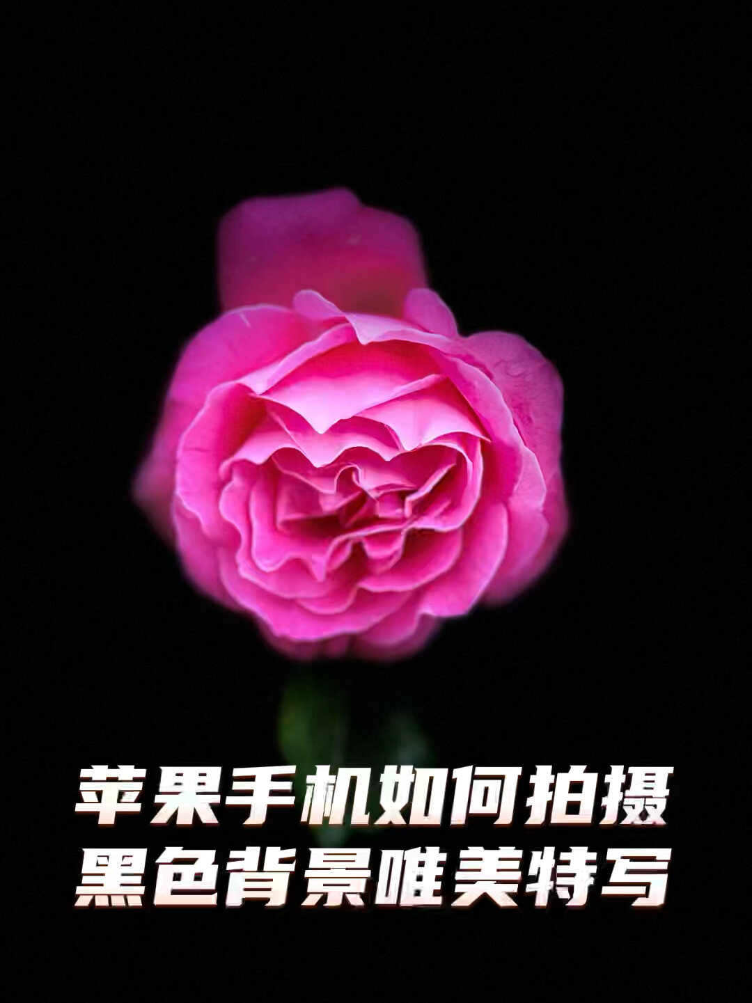 一学就会用iPhone拍摄黑色背景唯美特写