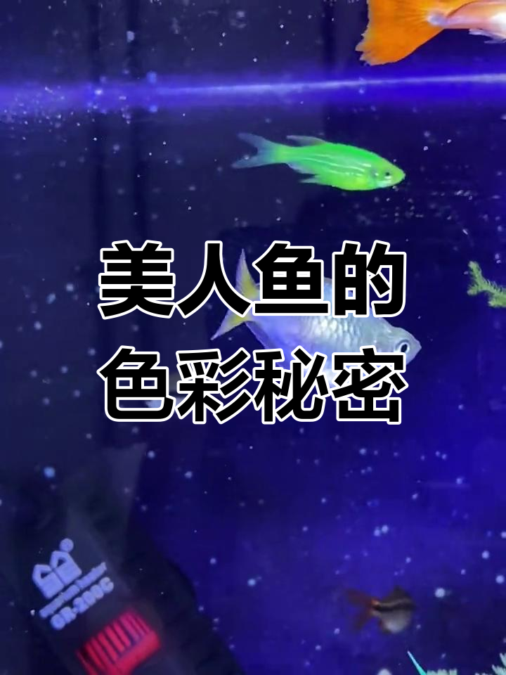 电光美人鱼尾色各异,石美人与蓝鸽各有独特魅力