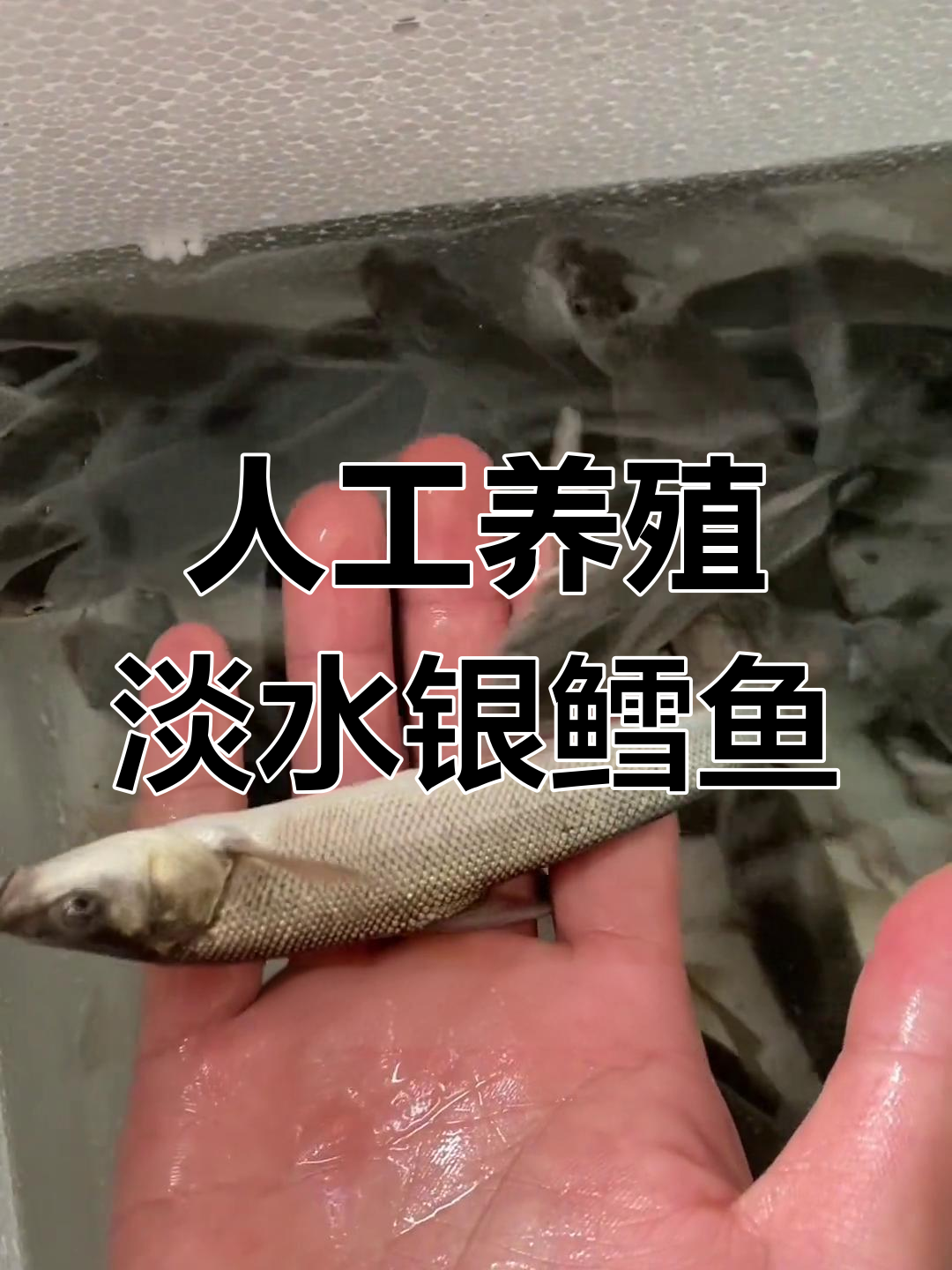 淡水银鳕鱼养殖技巧:池塘建设与饲养管理