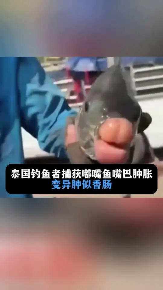 泰国钓鱼者捕获嘟嘴鱼嘴巴肿胀,变异肿似香肠