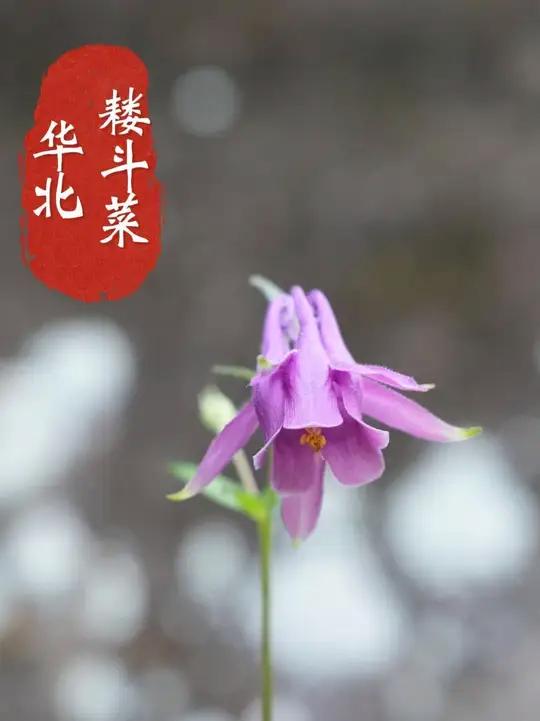 华北耧斗菜,它有三叶草的漂亮叶子,也有三叶草没有的漂亮花朵 在野外遇到华北耧斗菜被它的花朵