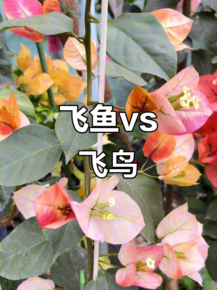 飞鱼与飞鸟的色彩碰撞，三角梅的花海魅力