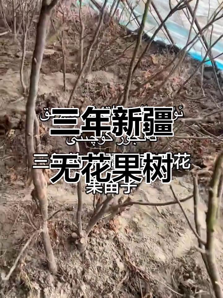 新疆早黄无花果苗三年成长,果实累累等你来摘