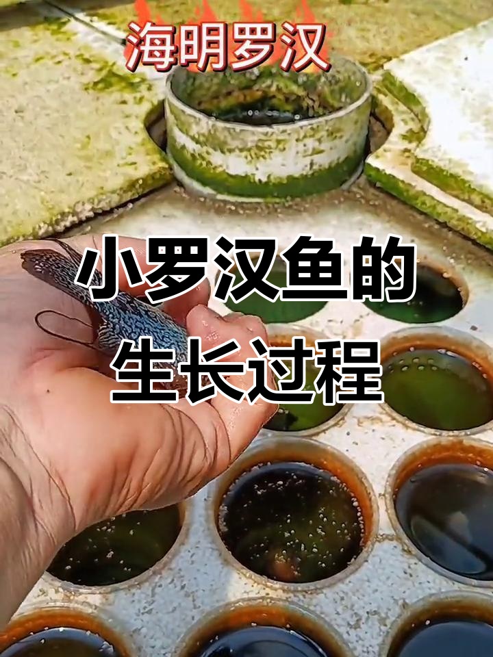 罗汉鱼成长记:从小油到八公分,实力满满的小鱼儿