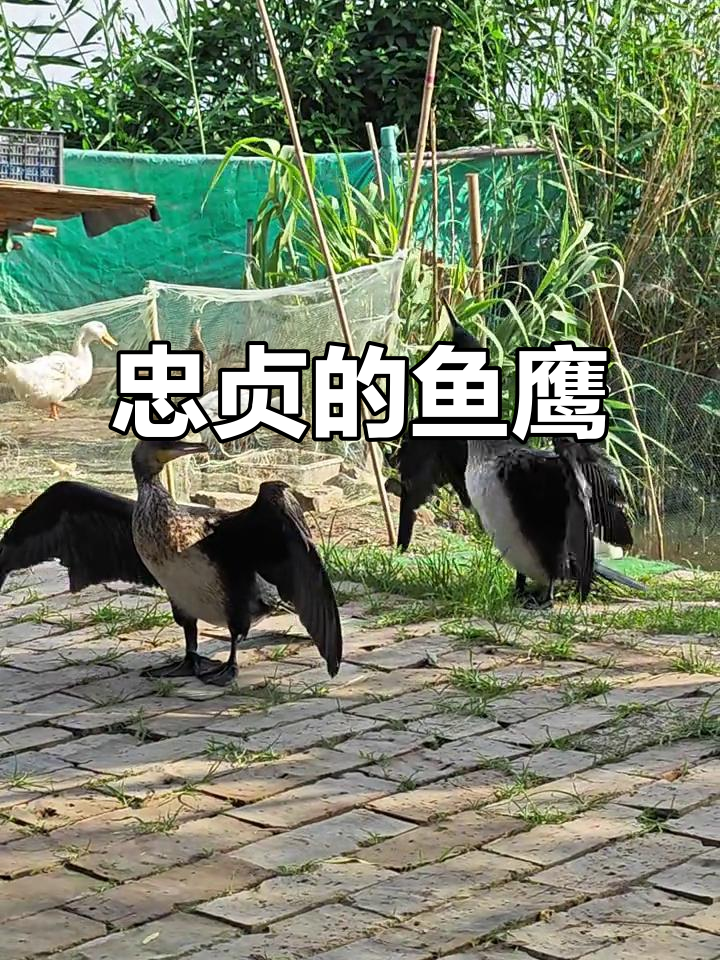 白洋淀鱼鹰:海陆空全能捕食者,忠诚如大雁