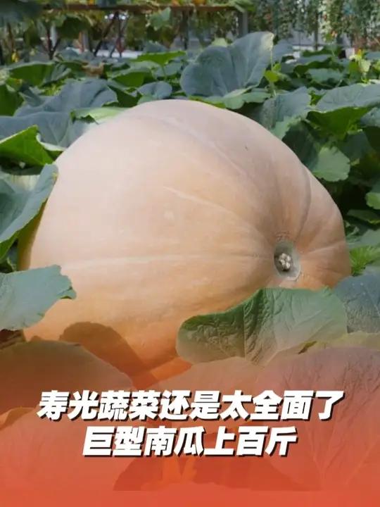 寿光蔬菜还是太全面了，番茄五彩缤纷，巨型南瓜上百斤！