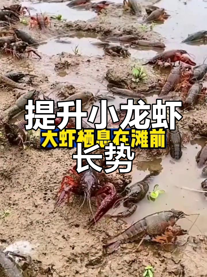 小龙虾养殖技巧:提高收益的秘诀