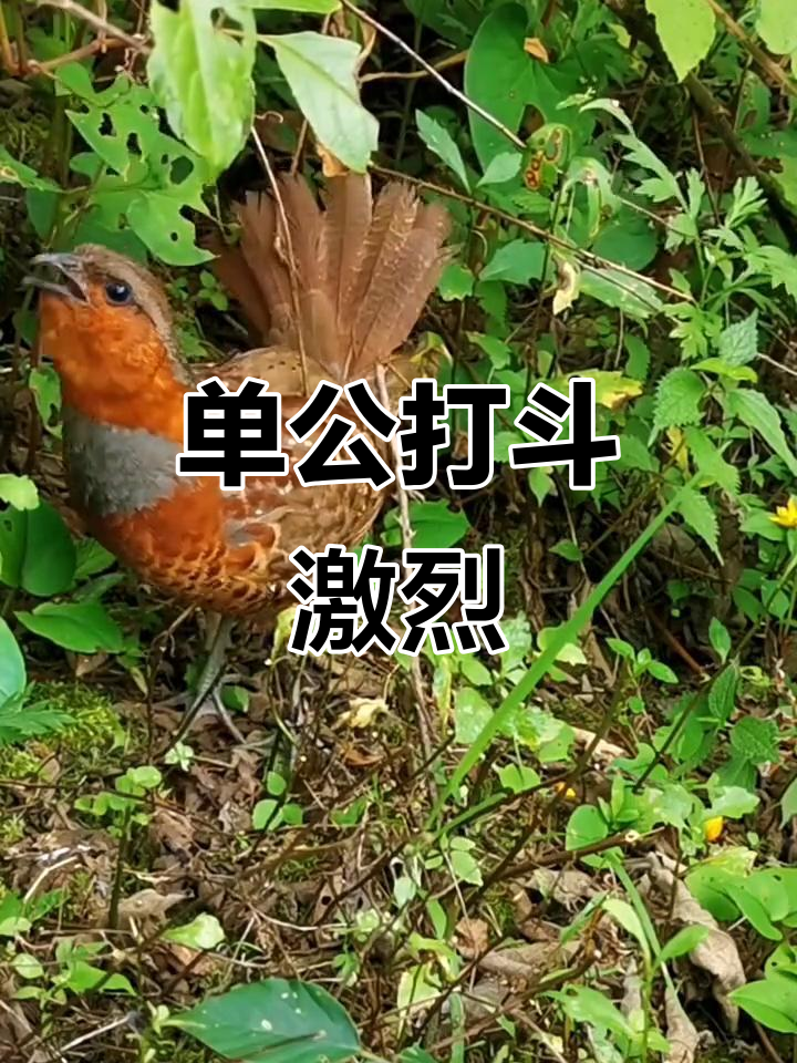 竹鸡母鸟叫声大比拼,单公打架真猛!
