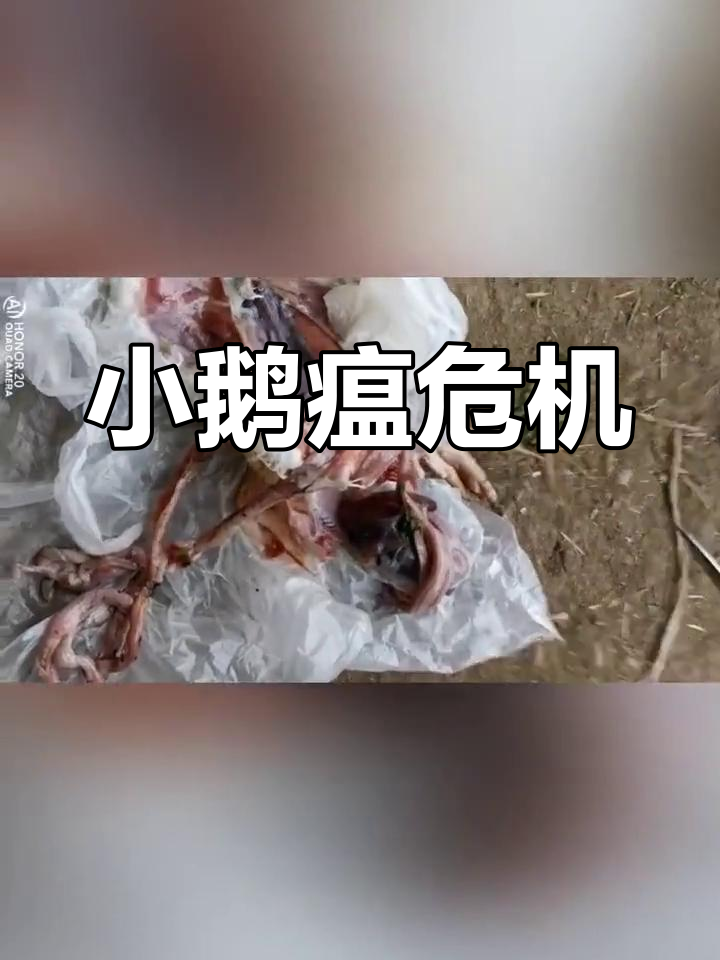 小鹅瘟爆发,紧急注射抗体救治,死亡率惊人!