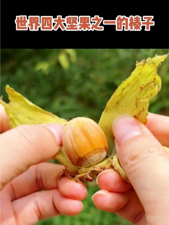 世界四大坚果之一榛子,你们知道吗?