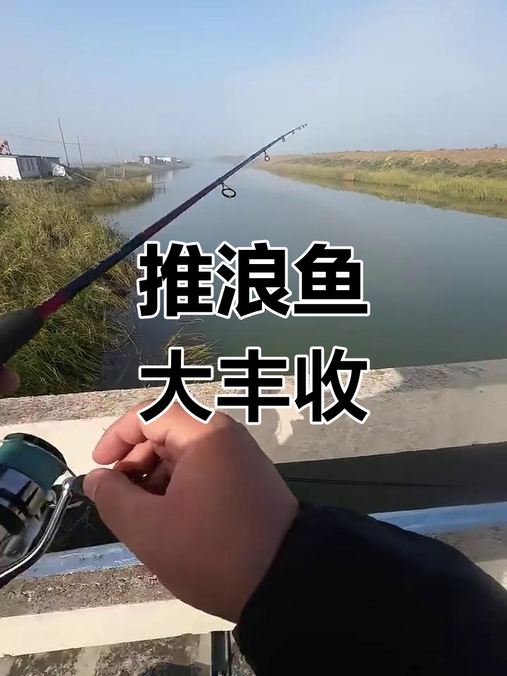推浪鱼肥美,超乎想象!