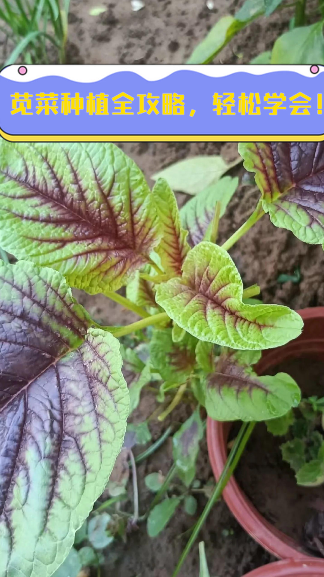 苋菜种植全攻略,轻松学会!