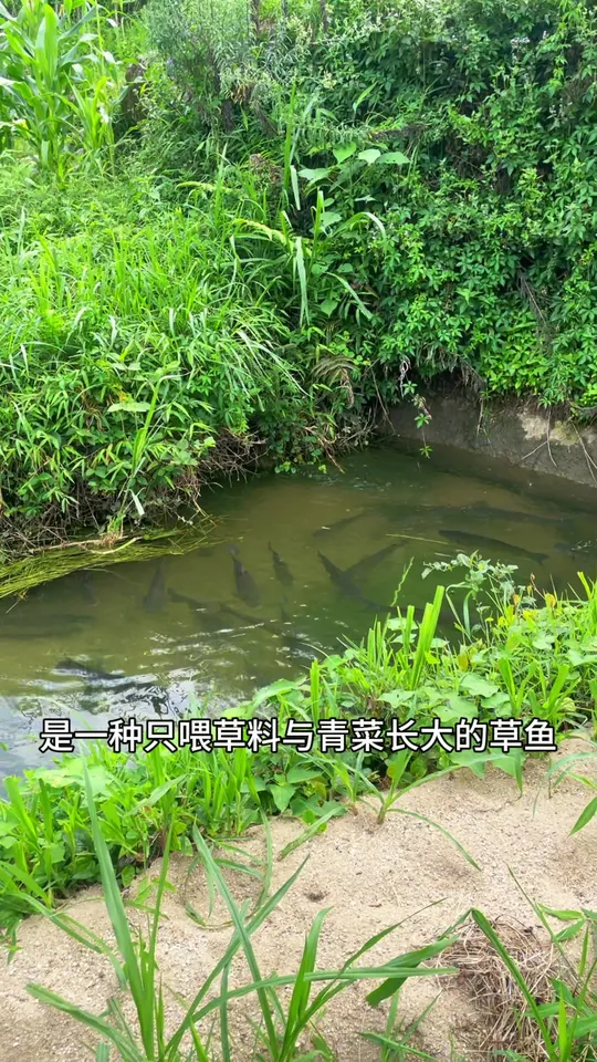 清水鱼:喂草料青菜长大,养殖周期长肉质紧实的草鱼