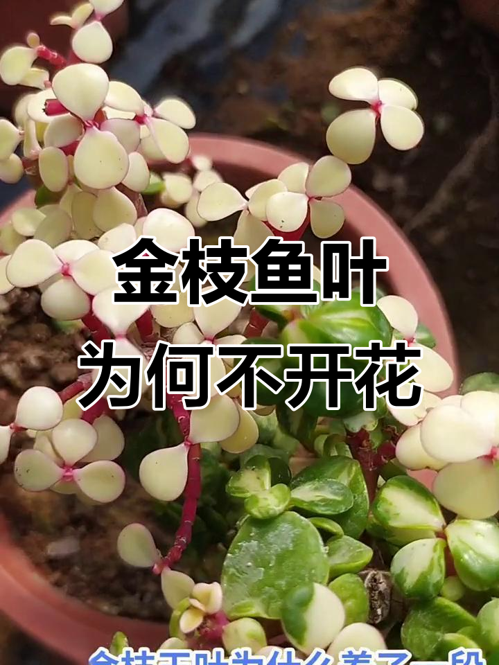 金枝鱼叶开花真相大揭秘，叶片变色不是花
