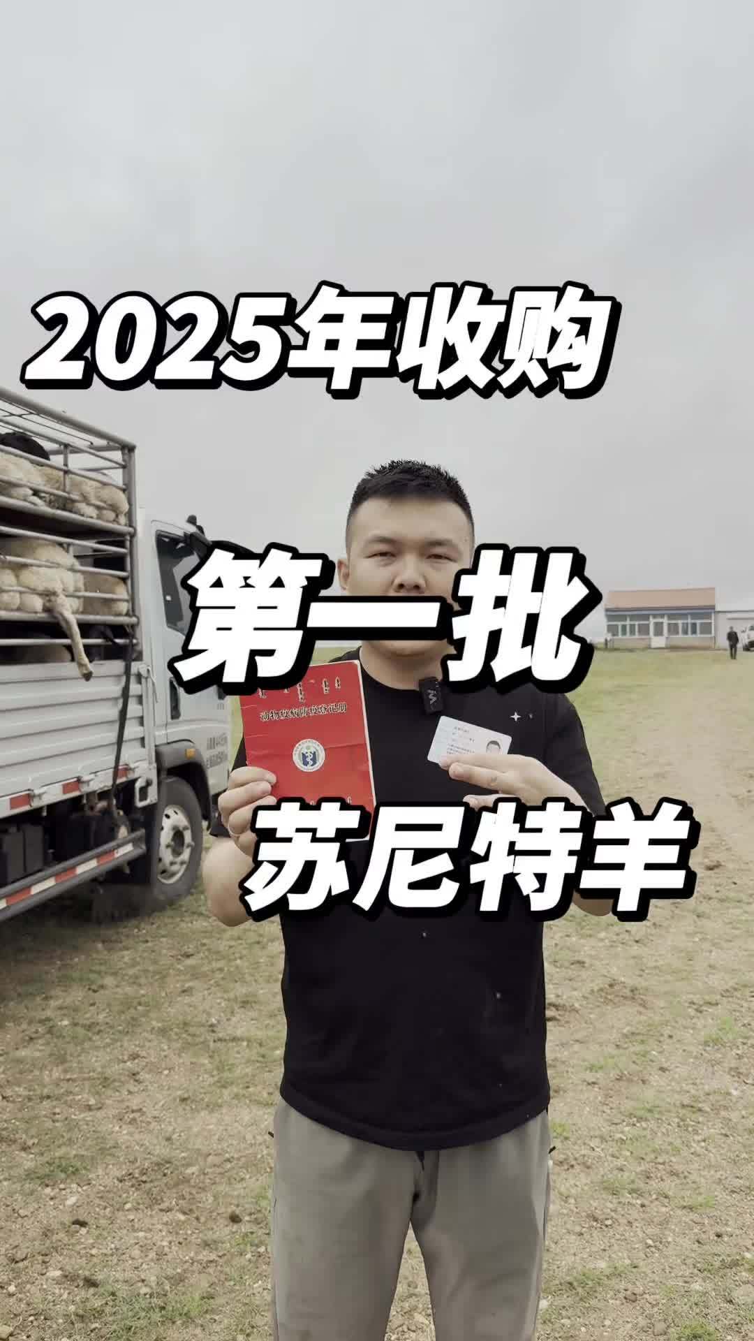 宝德尔品牌 2025年苏尼特左旗源头采购第一批,共计118只,加工入库。苏尼特羊肉 宝德尔