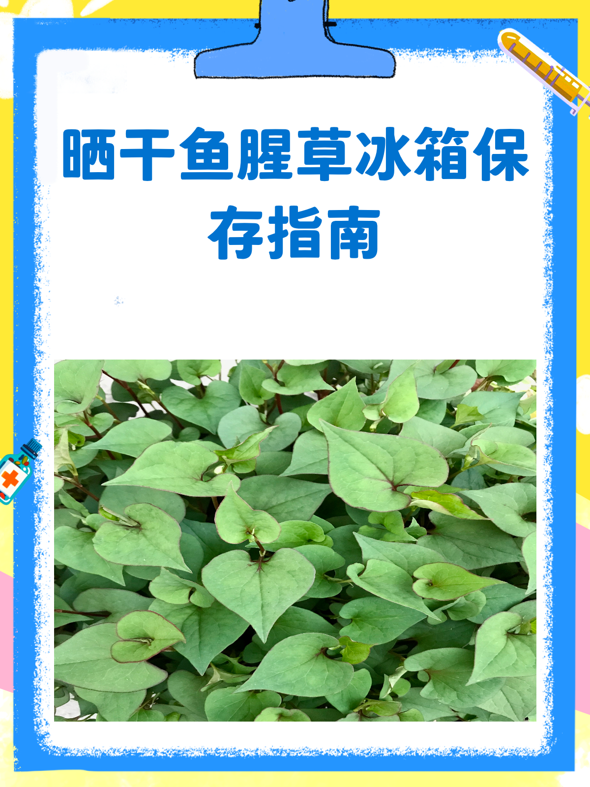 晒干鱼腥草，你放冰箱的方法对吗？