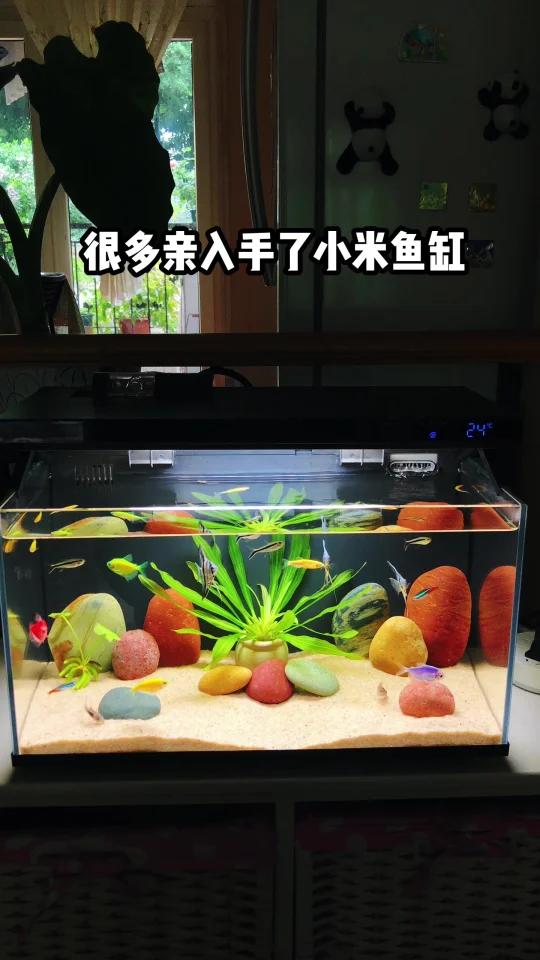 小米鱼缸造景方案,彩石造景空气缸自然成景!