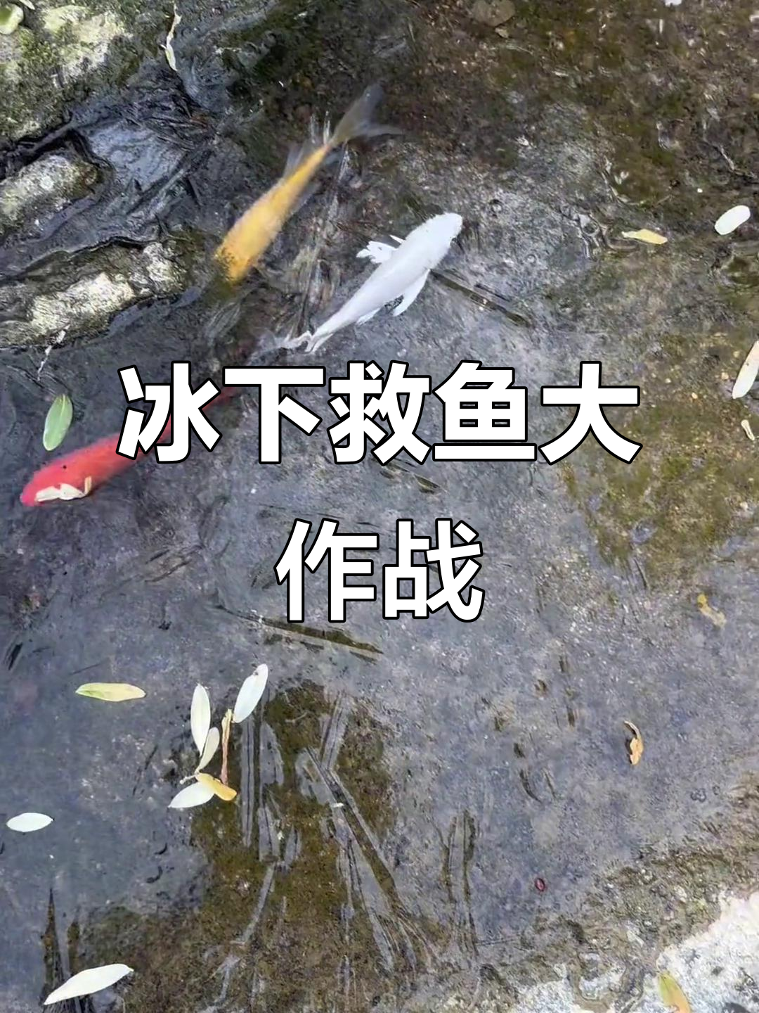 冰块里藏鱼，乌龟也来凑热闹！