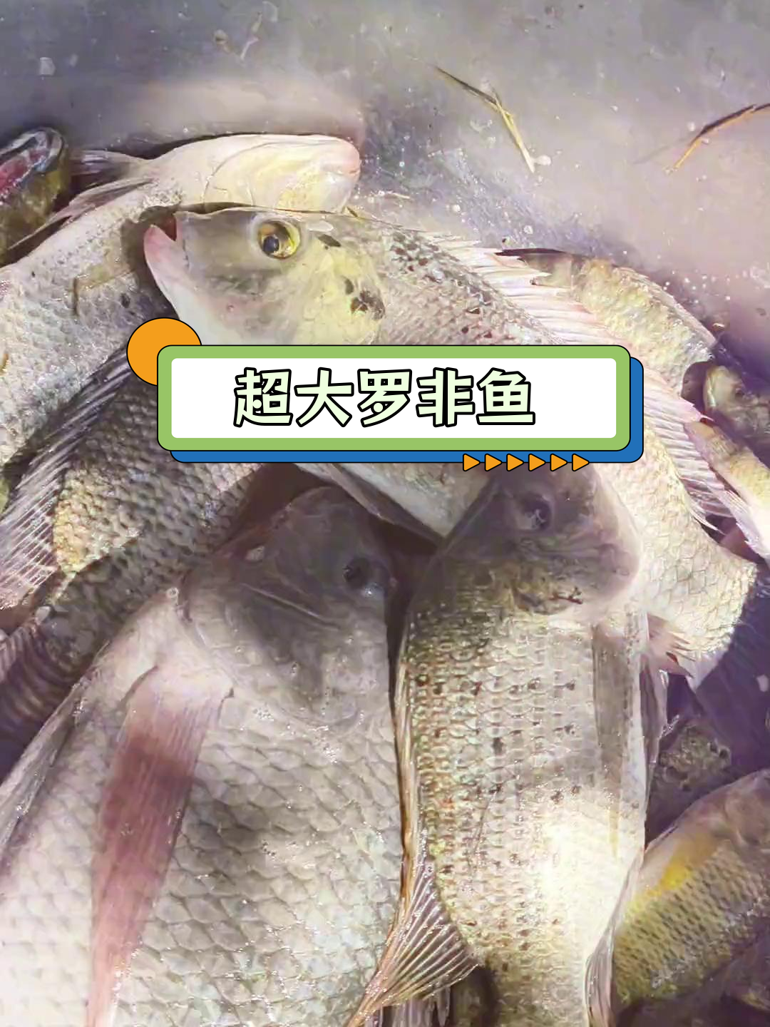 罗非鱼斑点极品,最大超一斤