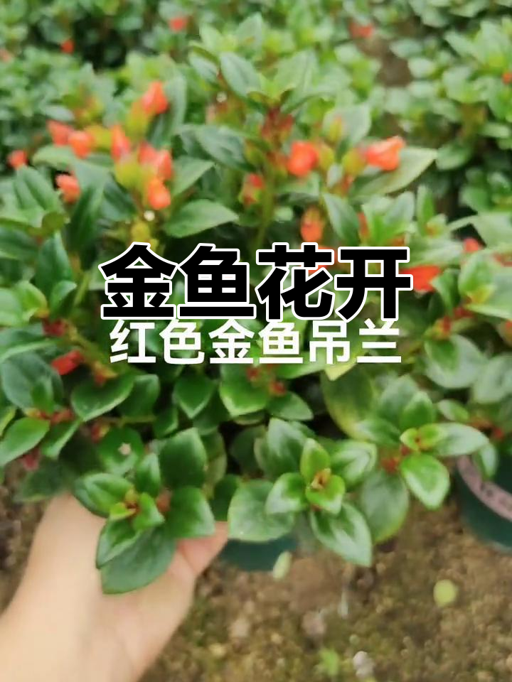 红色金鱼花绽放,如小精灵般灵动,象征着永恒与丰收