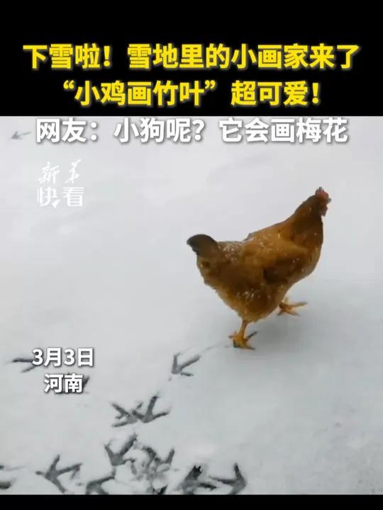 下雪啦!雪地里的小画家来了,“小鸡画竹叶”超可爱!网友:小狗呢?它会画梅花