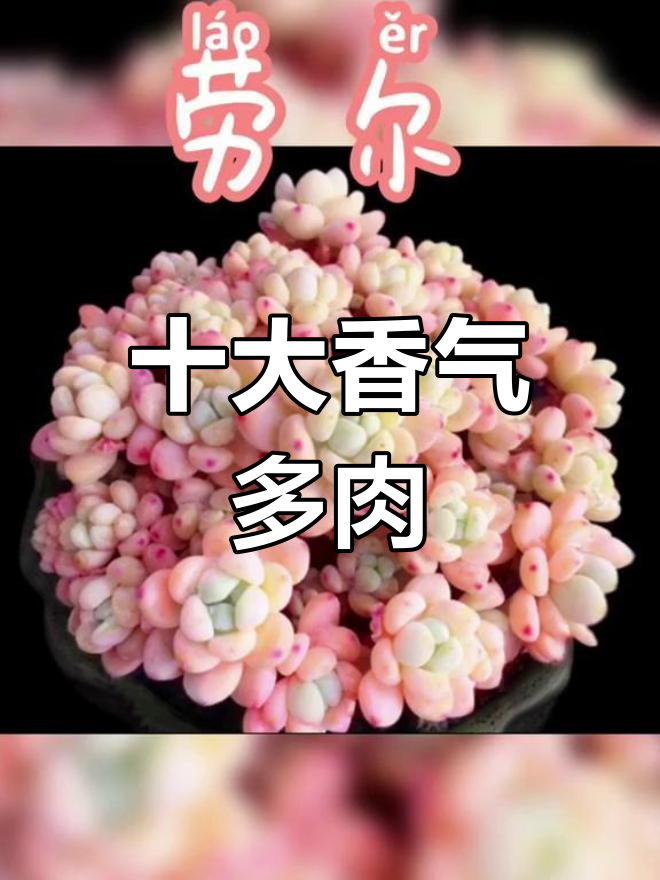多肉香妃盘点,最后一个最特别