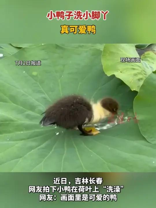小鸭子洗小脚丫真可爱鸭