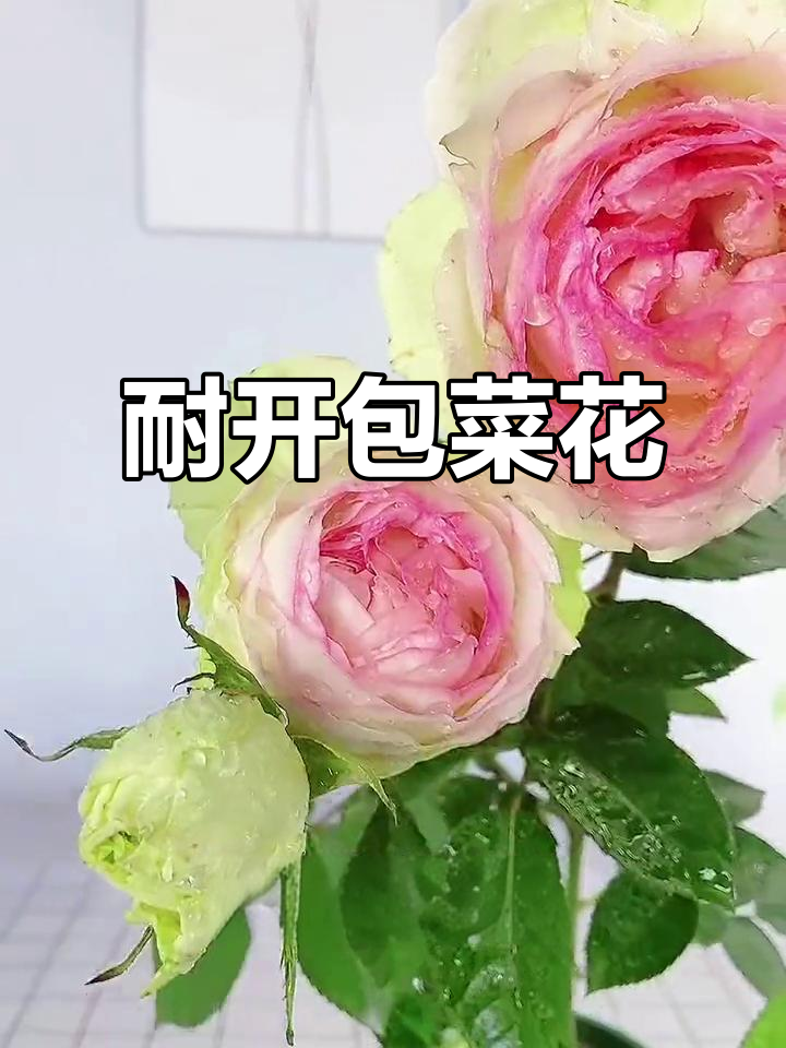 四季开花,包菜型月季让你家充满香气
