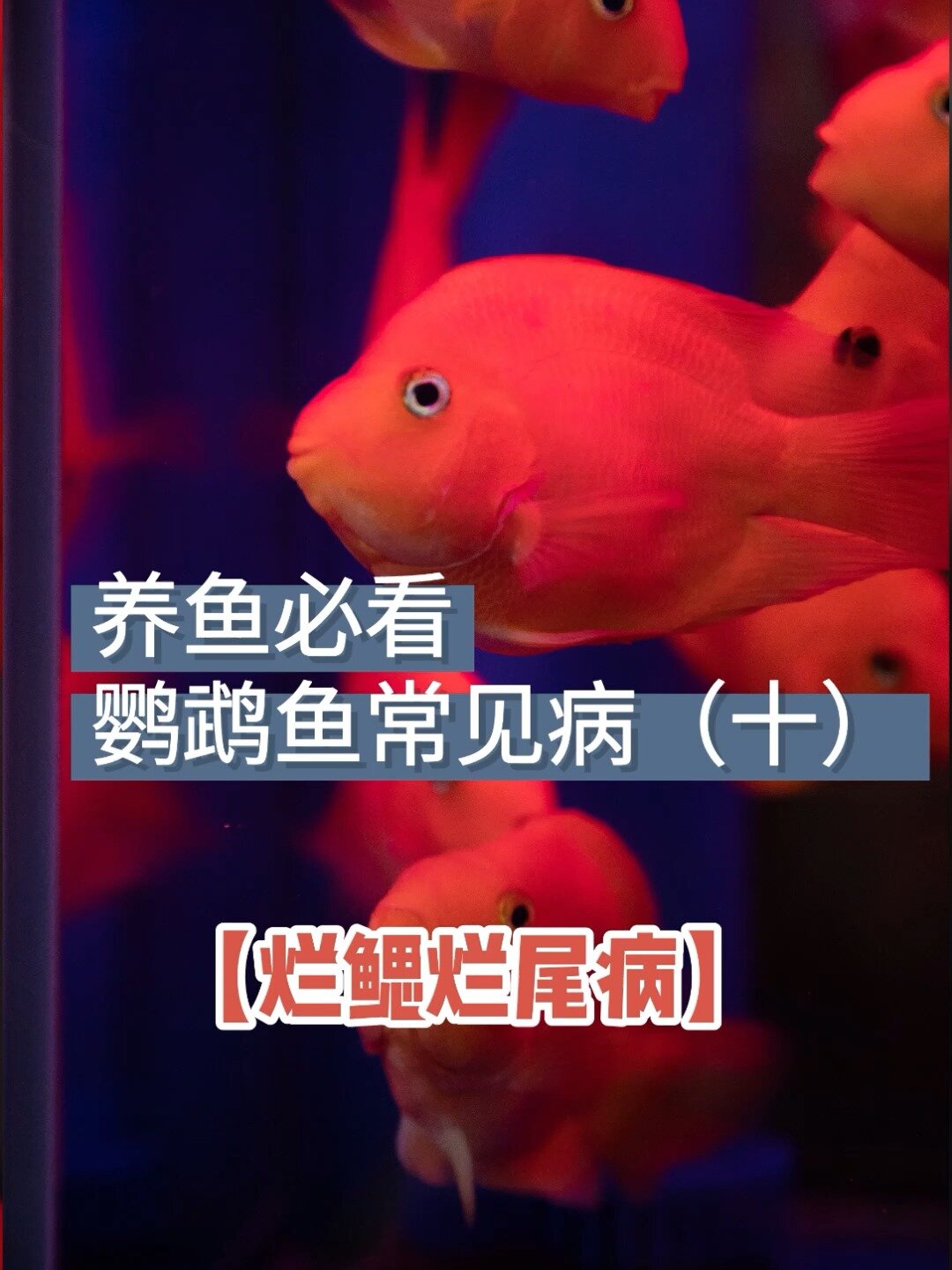 绝了观赏鱼生病最快治疗干货分享