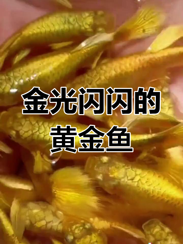 黄金孔雀鱼,闪耀水族箱