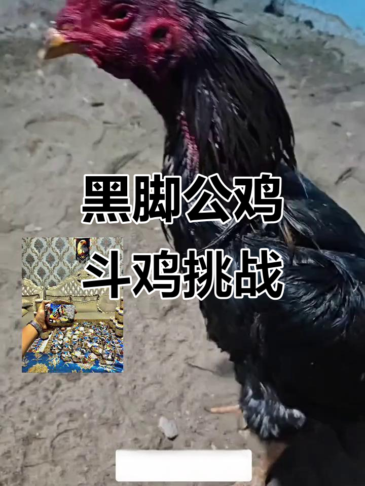 贵州斗鸡文化大揭秘:黑脚公鸡与盖沙斗技的精彩对决