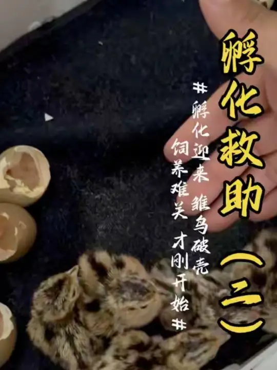 救助进展：10枚野鸡蛋｜孵化20多天，开始陆续破壳！裂缝显现，雏鸟正在破壳求生，全程实况记