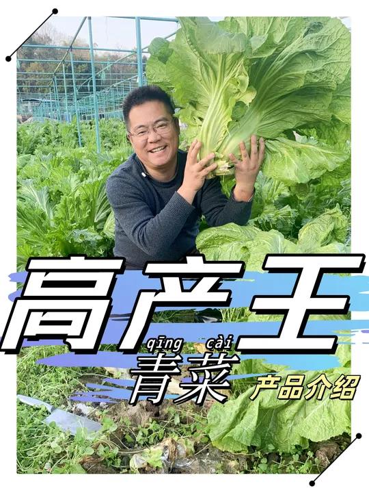 高产王青菜品种介绍 高产王青菜品种介绍