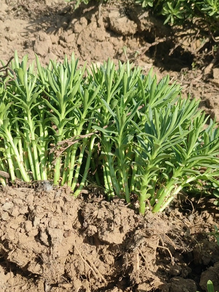 救心菜,养心又补钙,种植方法这么简单