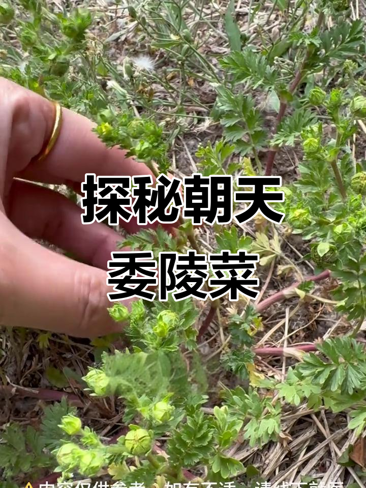 了解朝天委陵菜：一年生草本植物的药用与食用价值
