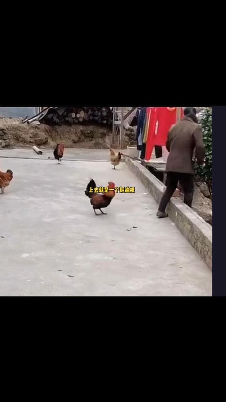 功夫鸡2太牛啦,999的表现简直就是666