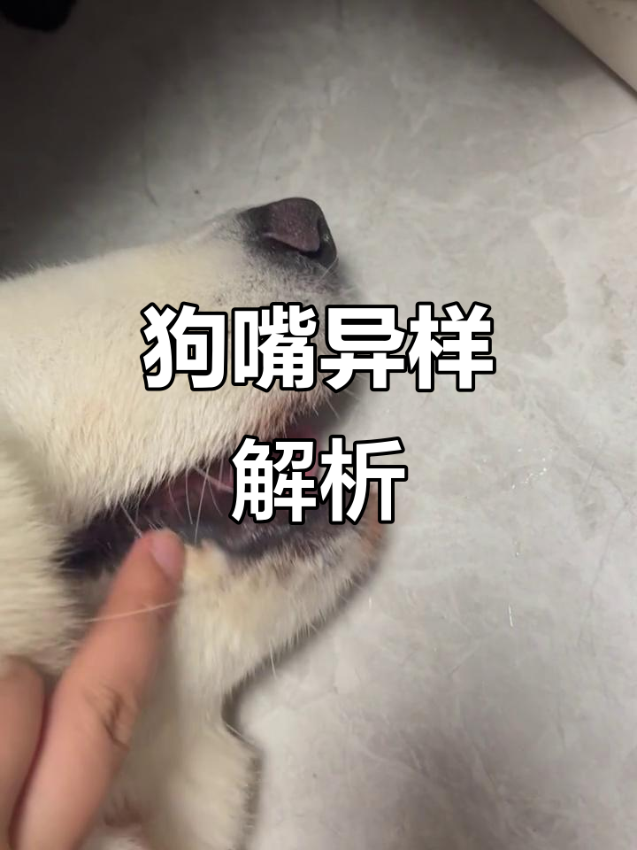 狗狗嘴唇长肉疙瘩,毛发变色原来是口水氧化了!