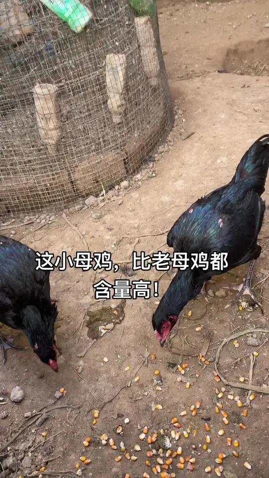 这小母鸡,比老母鸡都含量高!高质量斗鸡战斗公鸡斗鸡斗鸡公鸡中的战斗机